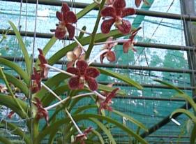Orchid.