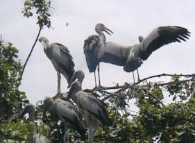 On our way to Ayathuya we stopped at a breeding spot for birds. You should be happy that we cannot send smells over the Internet...