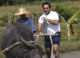 Jules van Hessen conducting (not so sympathetic) Thai ox.