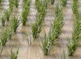 Rice crops (close-up).