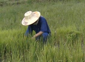 ... that is immediately adopted by the local population.