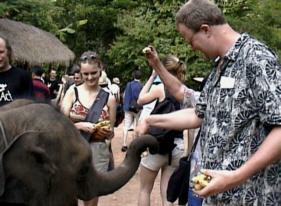 Tieme Kuyper feeding starving elephant youngster.